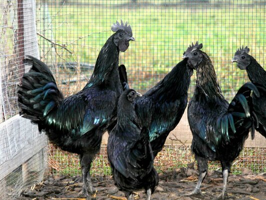 Ayam Cemani