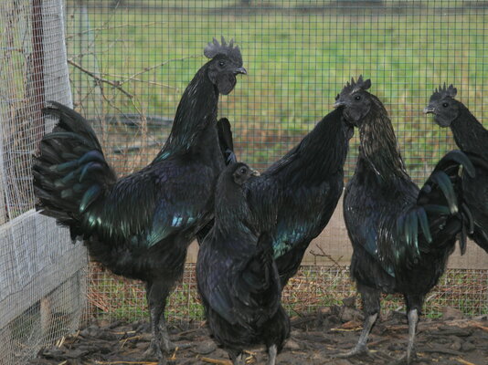 Ayam Cemani