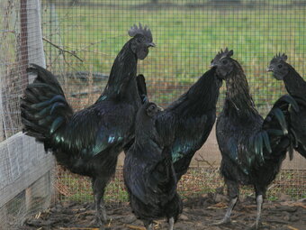 Indické bežce a Ayam Cemani